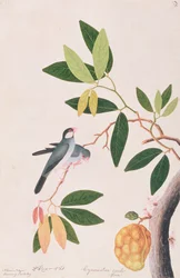 Java Sparrow, from Drawings of Birds from Malacca, c.1805-18